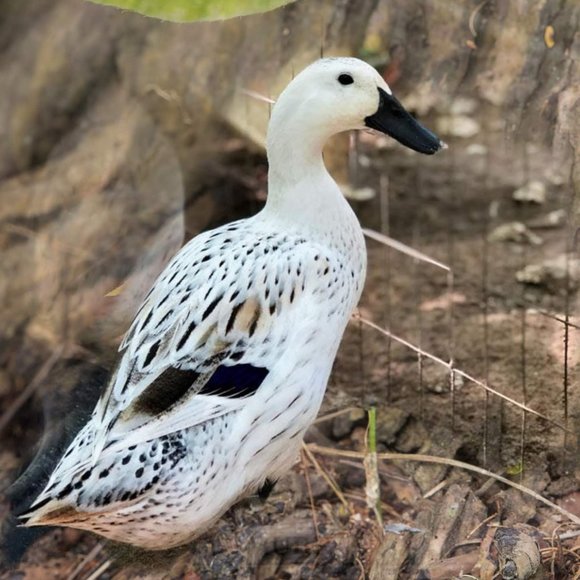 🥚 EGGS Welsh Harlequin Hatching Eggs x 6 - Picture 3 of 5
